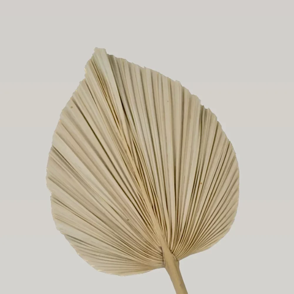 image_cc358436-2210-46ed-83ef-949fc1691723_1100x Large dried palm leaf - Image 1